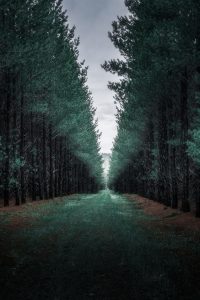 Scenic view along the Wilampa Trail in Second Valley Forest Reserve, featuring rolling forested hills and soft afternoon light – landscape photography by Junrui Ye
