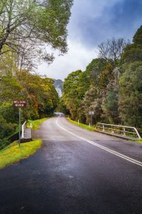Lush temperate rainforest surrounding Nelson Falls in Tasmania, with fern-lined paths, flowing streams, and dense green vegetation