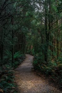 Lush temperate rainforest surrounding Nelson Falls in Tasmania, with fern-lined paths, flowing streams, and dense green vegetation