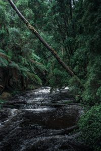 Lush temperate rainforest surrounding Nelson Falls in Tasmania, with fern-lined paths, flowing streams, and dense green vegetation
