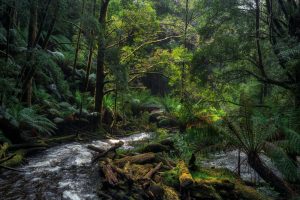Lush temperate rainforest surrounding Nelson Falls in Tasmania, with fern-lined paths, flowing streams, and dense green vegetation