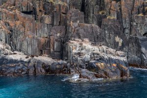 Australian fur seals lying on rocky coastal ledges above turquoise water at Tasman Island, Tasmania.