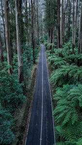 Black Spur Drive Forest Road – Scenic Drive Through Misty Forest Victoria Australia Straight forest road at Black Spur Drive in Victoria Australia surrounded by tall eucalyptus trees and green ferns in misty conditions