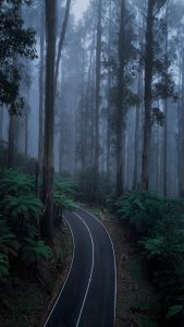 Misty Forest Road at Black Spur Drive – Foggy Landscape Photography Victoria Winding road in dense fog at Black Spur Drive Victoria with tall trees and lush green forest creating a moody atmosphere