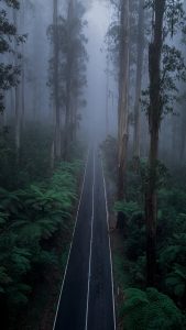 Foggy Forest Perspective at Black Spur Drive – Atmospheric Road Landscape Australia Road disappearing into thick fog at Black Spur Drive in Victoria Australia surrounded by tall forest trees and dense greenery