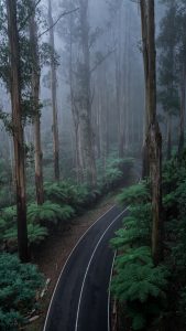 Winding Forest Road at Black Spur Drive – Eucalyptus Forest Victoria Australia Curved road through eucalyptus forest at Black Spur Drive Victoria with misty atmosphere and dense green vegetation