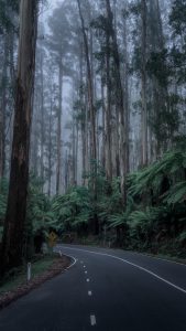 Black Spur Drive Forest Scene – Scenic Mountain Road in Victoria Australia Forest road at Black Spur Drive in Victoria Australia with road signs surrounded by tall trees and misty green forest