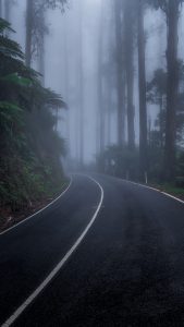 Moody Foggy Road at Black Spur Drive – Misty Forest Landscape Victoria Australia Foggy road at Black Spur Drive in Victoria Australia with wet asphalt and dense forest creating a moody atmospheric scene