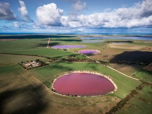 Pink Salt Lakes of Yorke Peninsula Multiple pink salt lakes scattered across the farmland of the Yorke Peninsula, viewed from above by drone.