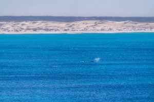 Southern right whales swimming off Head of Bight with coastal sand dunes in the background, South Australia