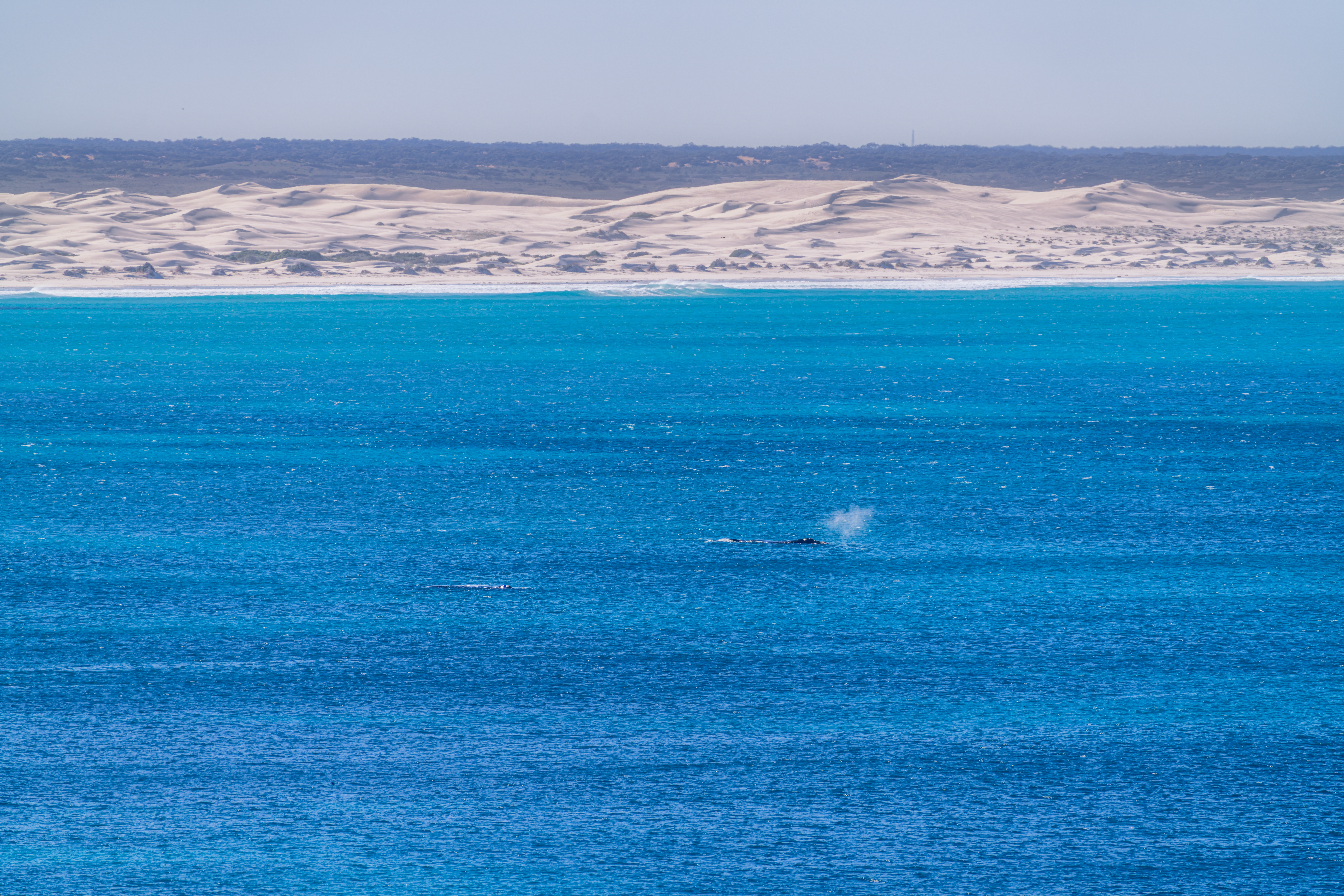 Southern right whales swimming off Head of Bight with coastal sand dunes in the background, South Australia