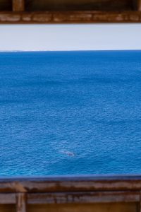Southern right whale swimming below the Head of Bight whale watching platform in South Australia