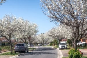 White pear blossom trees in full bloom lining a suburban street in Adelaide, South Australia, under a clear blue spring sky.
